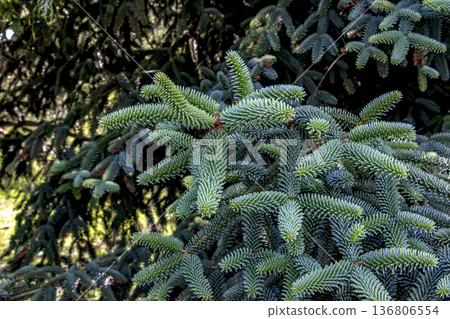 Detail of the leaves of the Spanish fir or Abies pinsapo, a tree endemic to southern Spain and northern Morocco. 136806554
