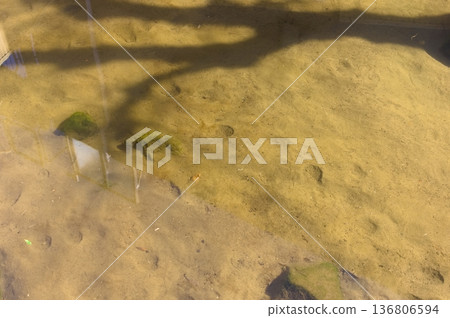 2026年2月，千葉縣松戶市勘助井附近 136806594