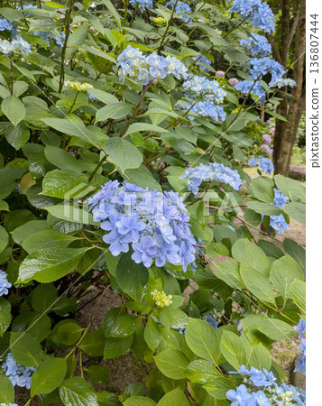 Rainy season garden scenery with blue hydrangeas in bloom | June seasonal image material 136807444