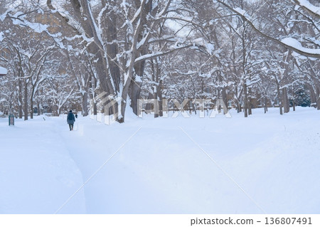 漫步在銀白寂靜的世界－在冬日林蔭大道上享受輕鬆時光 136807491