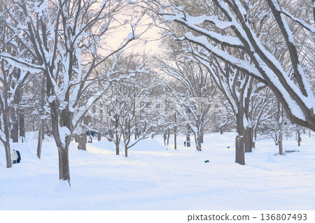 A snowy forest enveloped in silence, a silvery world and a spectacular winter landscape A snowy forest enveloped in silence, a silvery world and a spectacular winter landscape 136807493