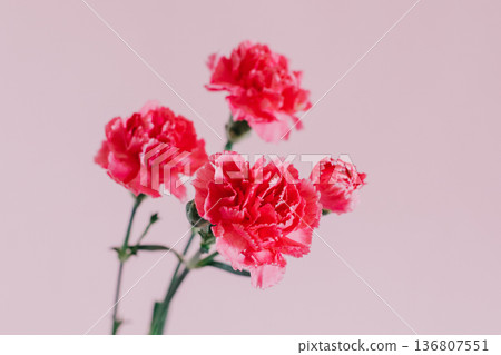 Beautiful pink Carnation flowers on a pink pastel background. Beautiful pink Carnation flowers on a pink pastel background. 136807551
