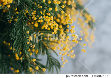 Beautiful yellow mimosa flowers in a vase on a grey background. Beautiful yellow mimosa flowers in a vase on a grey background. 136807553