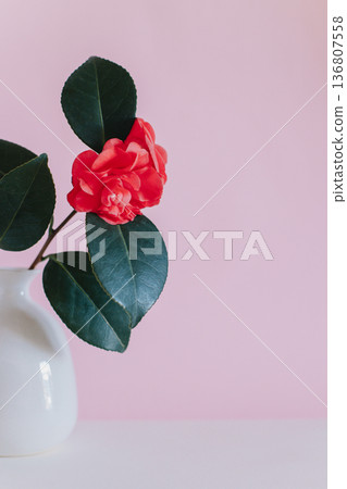 Beautiful pink Camellia flowers in a vase on a pink pastel background. Beautiful pink Camellia flowers in a vase on a pink pastel background. 136807558