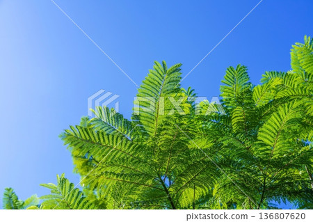 Background material of fresh blue sky and fresh green leaves of Jacaranda with copy space Background material of fresh blue sky and fresh green leaves of Jacaranda with copy space 136807620