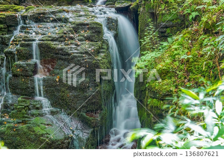 A clear stream flowing through a deep green forest and a waterfall on a mossy rock face 136807621