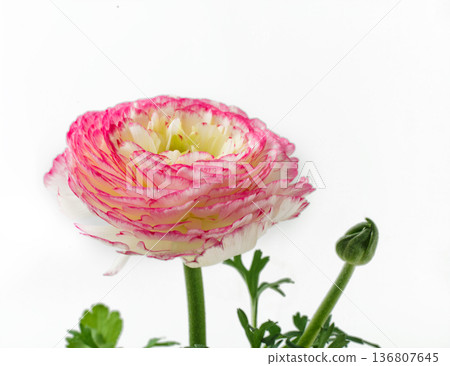 Ranunculus white background Ranunculus white background 136807645