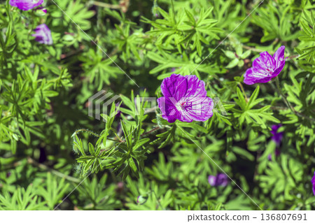 Beautiful purple flowers of Geranium sanguineum. bloody crane's-bill, bloody geranium. Floral background 136807691