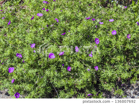 Geranium sanguineum flowers in the summer garden 136807692