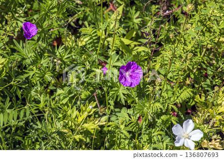 Geranium sanguineum, or bloody crane's beak, or bloody geranium. Pink flowers of Geranium sanguineum in a meadow. Floral background. Geranium sanguineum, or bloody crane's beak, or bloody geranium. Pink flowers of Geranium sanguineum in a meadow. Floral background. 136807693