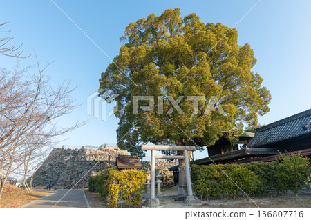 大和郡山城柳澤神社,從祖神社附近眺望城樓 大和郡山城柳澤神社,從祖神社附近眺望城樓 136807716