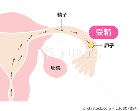 The uterus and pregnancy mechanism/fertilization The uterus and pregnancy mechanism/fertilization 136807854