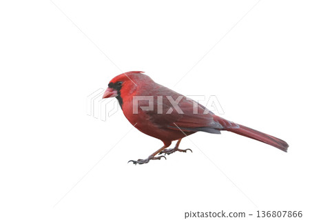 Male Northern Cardinal Isolated on White Male Northern Cardinal Isolated on White 136807866