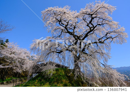 The cherry blossoms in full bloom in Omi Village 136807941