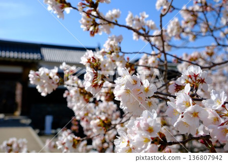 Cherry blossoms in full bloom at Matsumoto Castle Taiko Gate Cherry blossoms in full bloom at Matsumoto Castle Taiko Gate 136807942