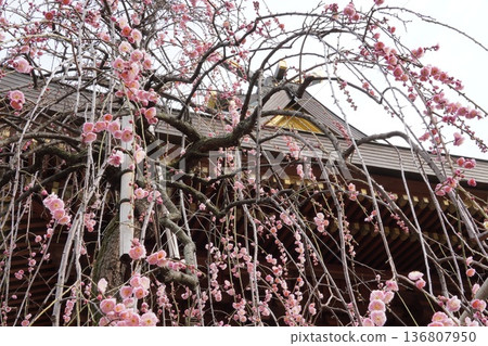 Yushima Tenmangu的Plum節日 Yushima Tenmangu的Plum節日 136807950