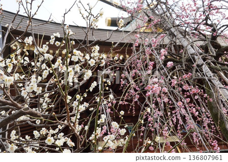 Yushima Tenmangu的Plum節日 136807961