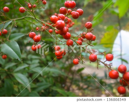 Nanten Fruit 136808349