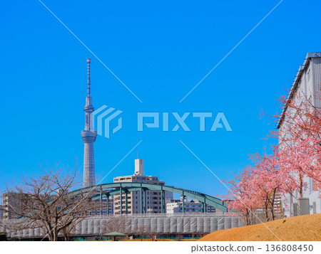 Cherry blossoms in bloom, Skytree as seen from the Kyu-Nakagawa Terrace Cherry blossoms in bloom, Skytree as seen from the Kyu-Nakagawa Terrace 136808450