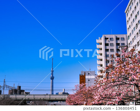 Cherry blossoms blooming, Skytree, spring scenery, cherry blossoms, Sky Tower seen from the riverbed Cherry blossoms blooming, Skytree, spring scenery, cherry blossoms, Sky Tower seen from the riverbed 136808451
