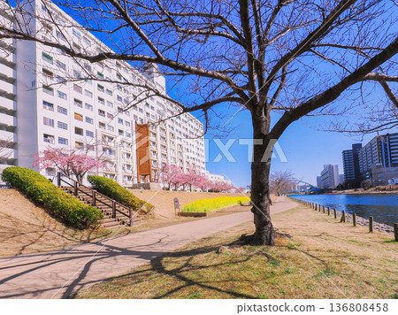 A residential area of Kyu-Nakagawa lined with cherry blossom trees A residential area of Kyu-Nakagawa lined with cherry blossom trees 136808458