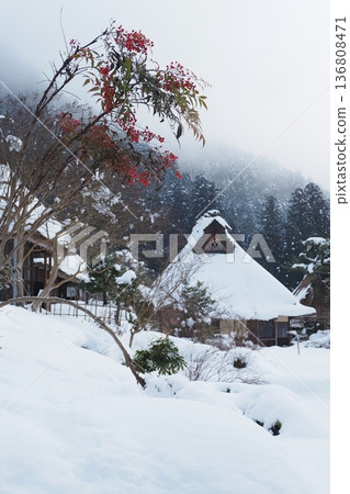 白雪皚皚，紅南天竹盛開，茅草屋頂的房屋 136808471