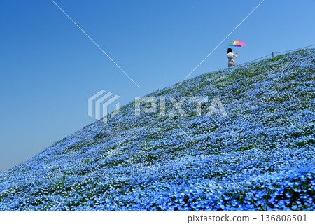 Osaka Maishima Seaside Park Nemophila Festival Osaka Maishima Seaside Park Nemophila Festival 136808501