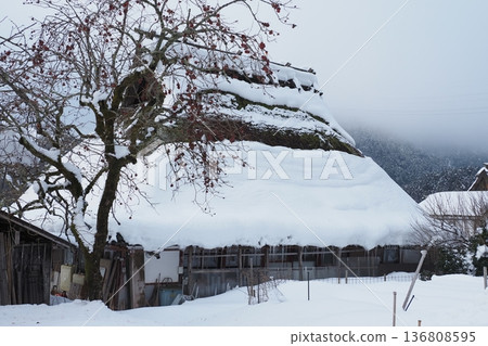 Persimmon trees and thatched roof houses in winter 136808595