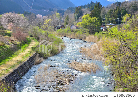 赤谷川，櫻花盛開的季節，新春中央體育公園附近的景色 136808609