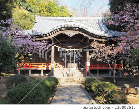 Azuma Shrine and Kawazu cherry blossoms at Azumayama Park in Kanagawa Prefecture, January 136808613