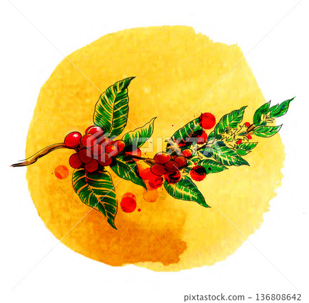 Hand-Drawn Coffee Tree Branch Illustration. Vintage Ink and Yellow Watercolor Botanical Art Hand-Drawn Coffee Tree Branch Illustration. Vintage Ink and Yellow Watercolor Botanical Art 136808642