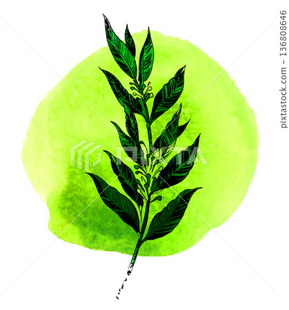 Hand-Drawn Laurus Nobilis Illustration. Vintage Ink and Yellow Watercolor Bay Laurel Art Hand-Drawn Laurus Nobilis Illustration. Vintage Ink and Yellow Watercolor Bay Laurel Art 136808646