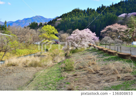 櫻花盛開時節，赤谷川沿岸的景色，靠近新春中央體育公園 136808653