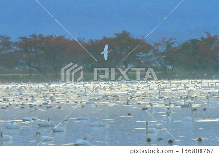 秋葉映照下，天鵝飛越阿賀野的兵庫湖。 136808762