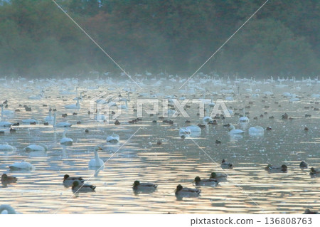 Early morning view of Lake Hyoko in Agano shrouded in morning mist Early morning view of Lake Hyoko in Agano shrouded in morning mist 136808763