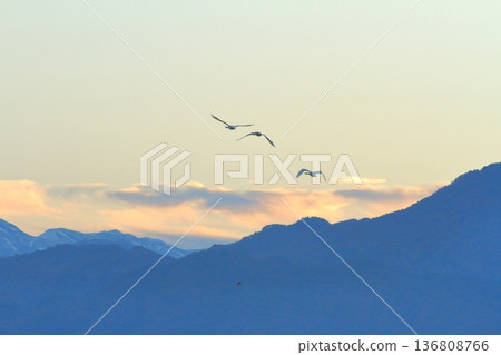 A flock of swans soaring in the morning sky over Agano A flock of swans soaring in the morning sky over Agano 136808766