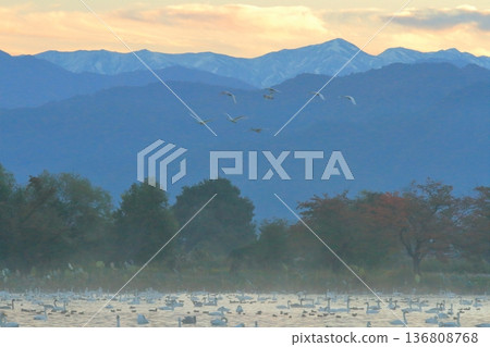 Lake Hyoko in Agano, the Swan Lake, shrouded in morning mist before dawn Lake Hyoko in Agano, the Swan Lake, shrouded in morning mist before dawn 136808768
