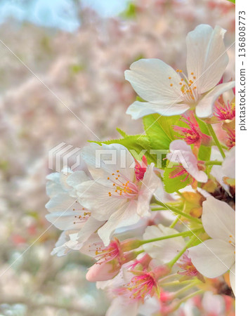 宣告春天到來的櫻花 136808773