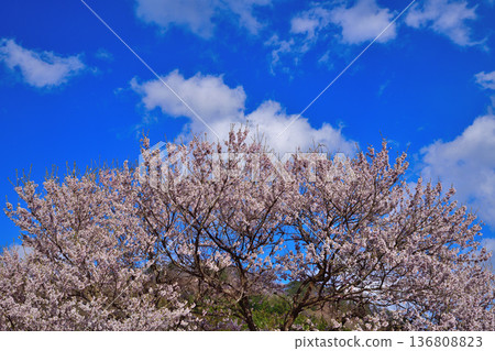 赤谷川沿岸的櫻花，靠近新春中央運動公園 136808823