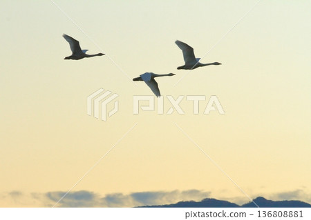 Swans flying in the sky over Lake Hyoko in Agano, which is dyed a faint crimson color. Swans flying in the sky over Lake Hyoko in Agano, which is dyed a faint crimson color. 136808881