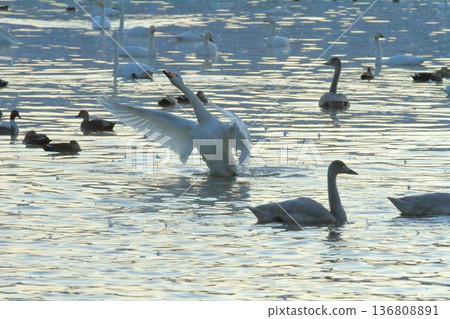 A swan spreads its wings and rises onto the surface of Lake Hyoko in Agano A swan spreads its wings and rises onto the surface of Lake Hyoko in Agano 136808891
