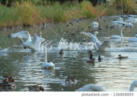 Two swans chasing each other at Lake Hyoko in Agano 136808895