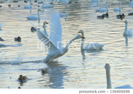 A swan about to take off from Lake Hyoko in Agano 136808896