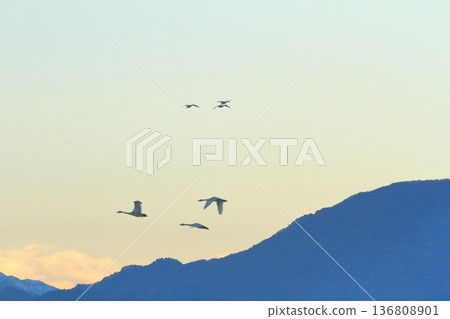 A flock of swans flying in the Agano sky at dawn A flock of swans flying in the Agano sky at dawn 136808901