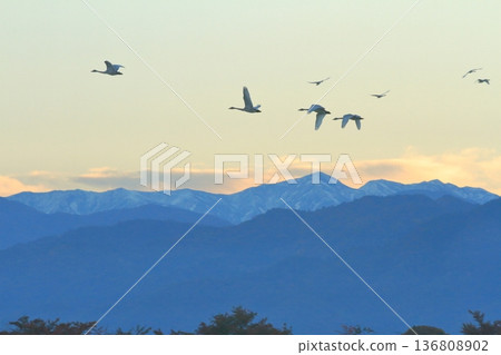A flock of swans soaring in the sky over Agano, overlooking the beautiful snow-capped mountains A flock of swans soaring in the sky over Agano, overlooking the beautiful snow-capped mountains 136808902