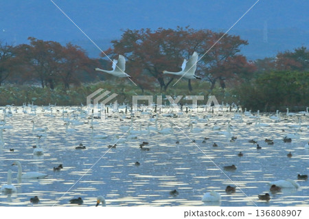 Two swans flying over Lake Hyoko in Agano, where autumn leaves are beautiful Two swans flying over Lake Hyoko in Agano, where autumn leaves are beautiful 136808907