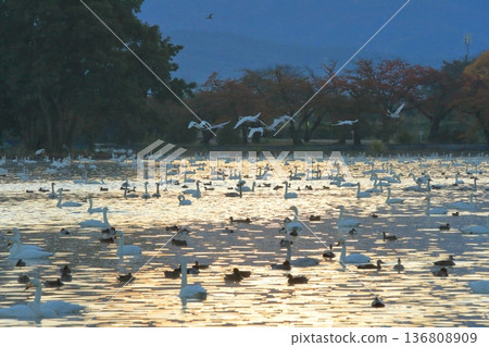 A flock of swans taking off from Lake Hyoko in Agano, shining in the morning light A flock of swans taking off from Lake Hyoko in Agano, shining in the morning light 136808909