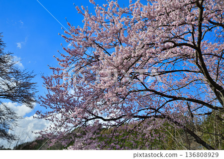 赤谷川沿岸的櫻花,靠近新春中央運動公園 赤谷川沿岸的櫻花,靠近新春中央運動公園 136808929