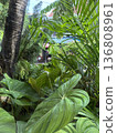 Tropical botanical plants 136808961