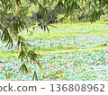 A tropical waterside where lotus flowers bloom 136808962